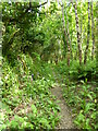 Footpath through the woods in TR4 9LX
