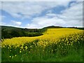 Rapeseed field below Lahill Craig in KY8 5QS