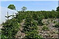 Bintree, Algy's Farm Shop: 'Christmas tree' plantation in NR20 5RH