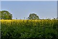 Billingford: Rape seed oil crop in Billingford