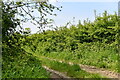 Bintree: Farm track leading from Stone Lane in NR20 5NY