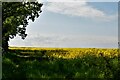 Themelthorpe: Oil seed rape crop in NR20 5PU