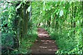 Path through Mosscrop Plantation in NE66 3DW