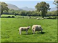 Sheep grazing at Llwyncelyn Farm in LD3 8LP