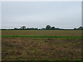 Crop field off Ipswich Road in IP10 0JJ