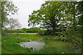 Pond in Whitehall Lane in CO16 0AH
