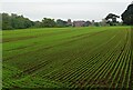 Crop field off Levington Road in IP10 0LE