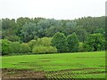 Crop field towards Broke Hill Woods in IP10 0LE