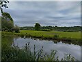 Canadian geese on the Kennet and Avon Canal in RG19 3YS