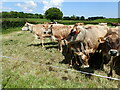 Cattle near Hilders Farm in TN8 7WH