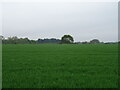 Cereal crop towards railway in IP11 0SQ