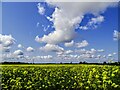 Big sky and oilseed crop, East Somerton in NR29 4DU