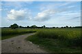 Rape fields at Cowslip Hill in YO19 5ND