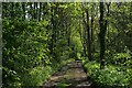 Wooded Track beside the River Wear in DL16 7PU