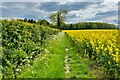 Footpath to Stickling Green with Grassy Grove in the distance in CB11 4HJ