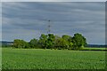 Copse and pylon by the Harcamlow Way in CB11 4EY