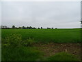 Crop field, Alderton in IP12 3BB