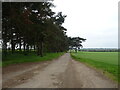 Farm track beside strip woodland in IP12 3DW