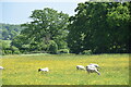 Sheep and buttercups in CO5 7AR