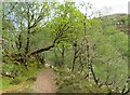 Path through woodland in IV54 8LZ