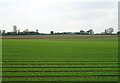 Crop field, Bucklesham in Bucklesham