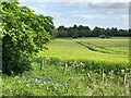 Barley near Burnbrae in KY13 0NN
