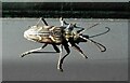 Two-banded longhorn beetle, Rhagium bifasciatum in FK17 8JJ