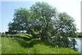 Tree on the banks of the canal in WF11 8BN
