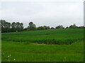 Cereal crop, Charsfield  in Charsfield