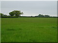 Grassland, Boardy Green in IP13 7QH