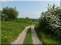Part of Offa's Dyke Path near Moelydd in May in SY10 9EB