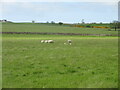 Sheep and lambs in KY15 5LN