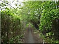 Overgrown path from Bridgewater Canal in M32 9GD
