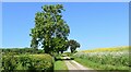 The track to Roe Wood in Winkburn