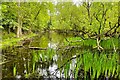Wooded pond by Green Farm in CB11 4XB