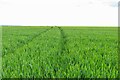 Wheat by the footpath in CB11 4LQ