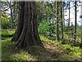 A redwood tree at Duncraig in IV52 8UA