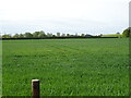Cereal crop off Saxmundham Road in IP17 1NJ