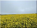 Fields of Rapeseed on the Chapelton Way in AB39 3PG