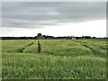 View over barley to East Lilling House in YO60 7QU