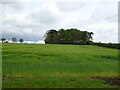 Cereal crop and woodland in Friston