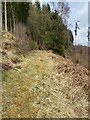 Forest track Logierait Wood in PH16 5NB