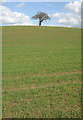 Oak tree and cornfield in LE12 5SF