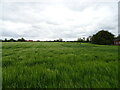 Cereal crop near Millfield Cottages in IP12 2FB