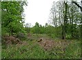 Woodland beside the A1152, Bromeswell in Bromeswell