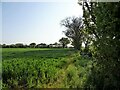 Cereal crop and mature hedgerow in IP6 0RU