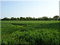 Cereal crop off Henley Road in IP6 0RU
