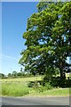 Tree by the entrance to Mount Pleasant Farm in LS21 2QE