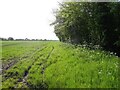 Footpath beside woodland in Hemingstone