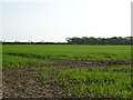 Crop field near Old Hall Farm in Hemingstone